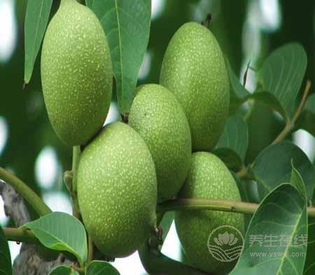 核桃的吃法 這樣吃強身又健腦 核桃的吃法 這樣吃強身又健腦