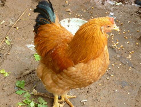 土雞怎么做好吃土雞的做法 土雞怎么做好吃土雞的做法