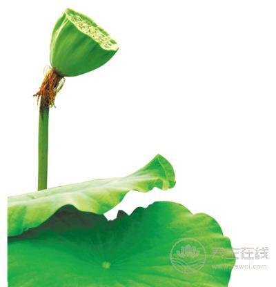 苦啊!可是它們超養生啊! 苦啊!可是它們超養生啊!