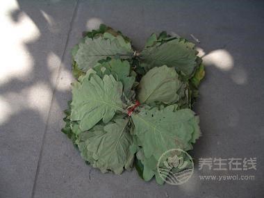 剛采摘回來的粽子葉如何處理? 剛采摘回來的粽子葉如何處理?