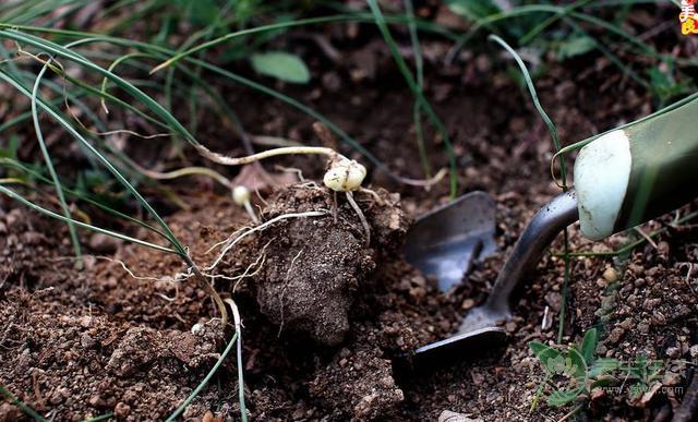 農村這三種野菜,高血壓、酒精肝、動脈硬化的人要多吃! 農村這三種野菜,高血壓、酒精肝、動脈硬化的人要多吃!