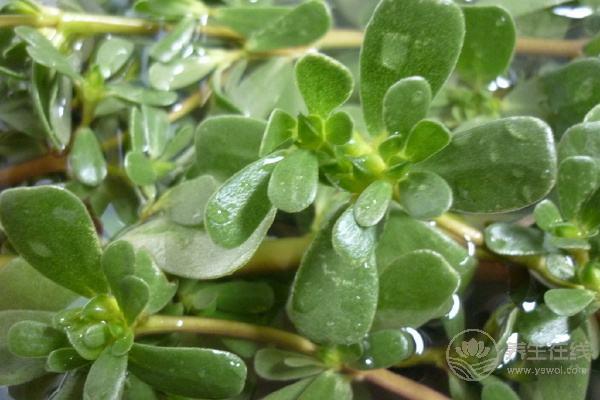 野菜怎么吃?食用野菜注意事項(xiàng) 野菜怎么吃?食用野菜注意事項(xiàng)