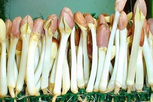 鮮為人知 這物居然是長(zhǎng)壽菜 鮮為人知 這物居然是長(zhǎng)壽菜