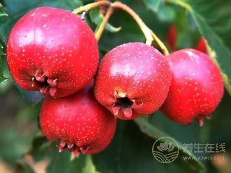 年輕人三高吃什么好  八種食物讓年輕人遠(yuǎn)離三高