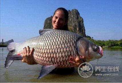 女性吃魚真能減肥嗎?哪些魚類可以減肥? 女性吃魚真能減肥嗎?哪些魚類可以減肥?