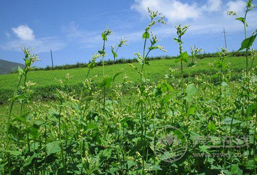 苦啊!可是它們超養生啊! 苦啊!可是它們超養生啊!