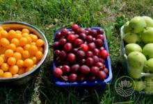 用水果當晚餐不能減肥，別再信了