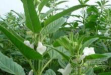 芝麻葉有什么好處？有什么保健作用