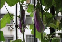 茄子顏值高還好吃,它的這些吃法和作用,你得知道