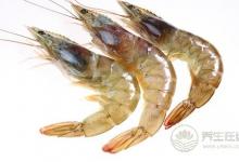 如何辨別蝦的新鮮度？請謹記這五點