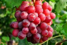 這些水果帶皮吃營養價值更高！盤點能帶皮吃的水果