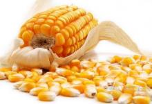 血糖高吃什么?玉米這樣吃有效降血糖