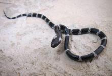 女子網(wǎng)購(gòu)銀環(huán)蛇被咬傷 被銀環(huán)蛇咬傷如何自救