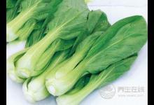 青菜的種類有哪些青菜的食療作用