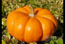 當心！！南瓜不能和這10種食物搭配著吃！