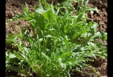 6月必吃的蔬菜是它,養生功效極好,您吃了嗎