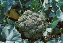 腸胃不好，這5種食物還是少吃為好