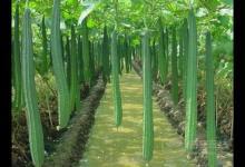 小小絲瓜，竟然有這么多作用