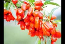 年輕人三高吃什么好 八種食物讓年輕人遠離三高