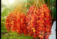 震驚!這物居然抗癌又治性功能低下 椰棗這樣吃更健康