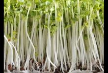 “大餅?zāi)槨笔菽樀氖澄?知道瘦臉的食物怎么做嗎？