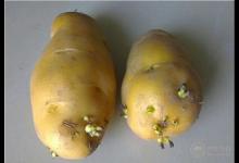 土豆發芽不能吃 土豆跟它放一起就不會發芽了