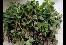 它們竟是“天然青霉素”,經常吃,對身體好