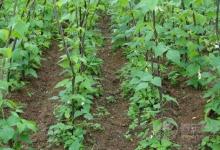 老了的蕓豆能吃嗎?蕓豆怎么保存