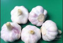 別嫌大蒜味大,它的功效卻很大