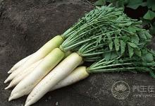 霜降吃什么養(yǎng)生 11種食物養(yǎng)陰潤(rùn)燥