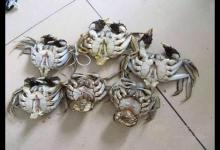 美味食物背后竟藏玄機(jī)！ 這八種食物打死不能吃