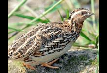 吃什么食物補腎