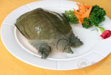 哪些人不能吃甲魚 甲魚的飲食禁忌有哪些?