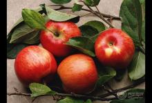 4種水果減肥食譜 輕松吃出好身材hold住夏季