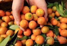 吃水果竟然能治咳嗽  再也不用擔心百日咳了