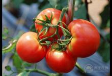 4種危害健康的西紅柿千萬別買  優質西紅柿是怎樣的