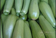 西葫蘆好吃營養(yǎng),吃了對身體好處很多,不過知道的人很少