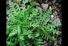 農村這三種野菜，高血壓、酒精肝、動脈硬化的人要多吃！