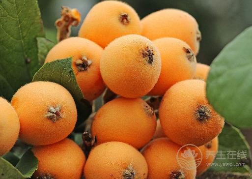 咽喉炎反復發作，這5種便宜好用的食物要多吃