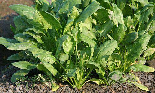 肺癌、胃癌,9種癌癥吃"1"種蔬菜可預防 肺癌、胃癌,9種癌癥吃"1"種蔬菜可預防