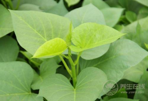紅薯葉其貌不凡，有“蔬菜中的人參”之稱，不愛吃的虧了