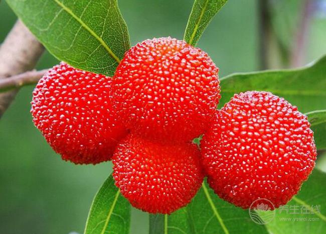 吃楊梅酸倒牙怎么辦?5個(gè)小辦法緩解 吃楊梅酸倒牙怎么辦?5個(gè)小辦法緩解