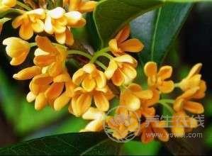 治胃病用桂花泡水 這個小偏方屢試不爽 治胃病用桂花泡水 這個小偏方屢試不爽