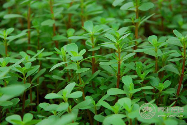野菜營養高 不識慎食用 野菜營養高 不識慎食用