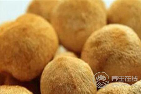 猴頭菇煲湯能養胃，搭配這些食材功效更好