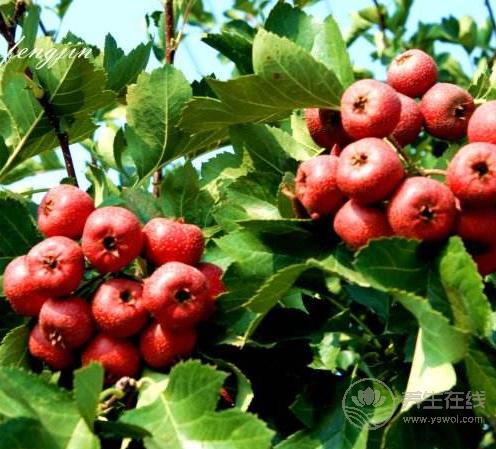 5種解膩食物，降低“三高”，保護血管