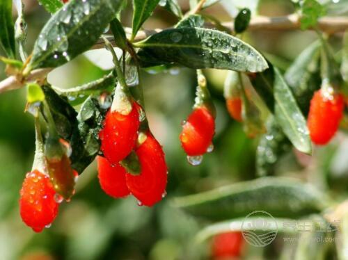 血液粘稠容易危及生命,生活中這些食物可以緩解 血液粘稠容易危及生命,生活中這些食物可以緩解