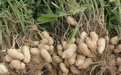 愛吃花生的人身體這5個(gè)地方會(huì)很好 愛吃花生的人身體這5個(gè)地方會(huì)很好