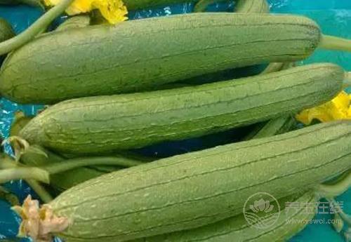 8月份的養生蔬菜有哪些?看看有沒有你喜歡吃的 8月份的養生蔬菜有哪些?看看有沒有你喜歡吃的