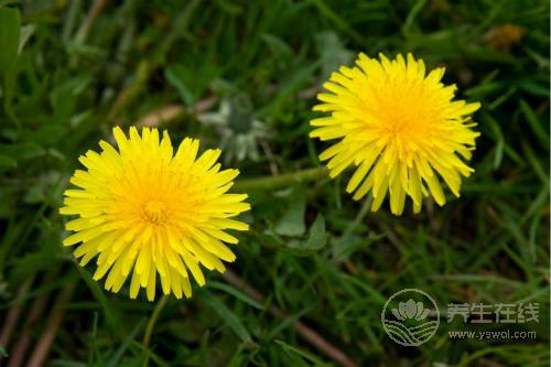 消炎止痛的4種食物,口腔潰瘍一吃就好 消炎止痛的4種食物,口腔潰瘍一吃就好